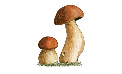 Белый гриб (Boletus edulis)