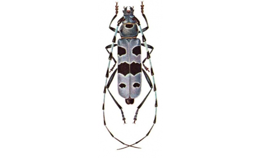 Усач альпийский (Rosalia alpina).