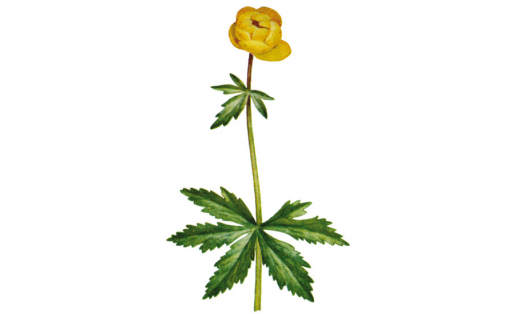 Купальница европейская (Trollius europaeus)