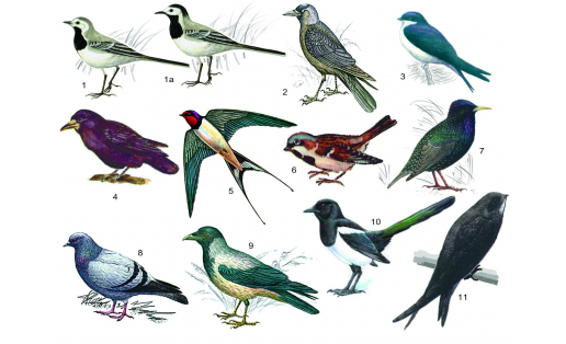 Синантропные птицы: 1 — белая трясогузка (Motacilla alba): самка, 1а – то же, самец; 2 — галка (Coloeus monedula); 3 — городская ласточка (Delichon urbicum); 4 — грач (Corvus frugilegus); 5 — деревенская ласточка (Hirundo rustica); 6 — домовый воробей (Passer domesticus); 7 — обыкновенный скворец (Sturnus vulgaris): самец; 8 — сизый голубь (Columba livia); 9 — серая ворона (Corvus cornix); 10 — сорока (Pica pica); 11 — стриж чёрный (Apus apus) Synanthropic birds: 1 – white wagtail (Motacilla alba): female, 1a – the same, male; 2 – jackdaw (Coloeus monedula); 3 – house martin (Delichon urbicum); 4 – rook (Corvus frugilegus); 5 – barn swallow (Hirundo rustica); 6 – house sparrow (Passer domesticus); 7 – common starling (Sturnus vulgaris): male; 8 – rock dove (Columba livia); 9 – hooded crow (Corvus cornix); 10 – magpie (Pica pica); 11 – common swift (Apus apus)