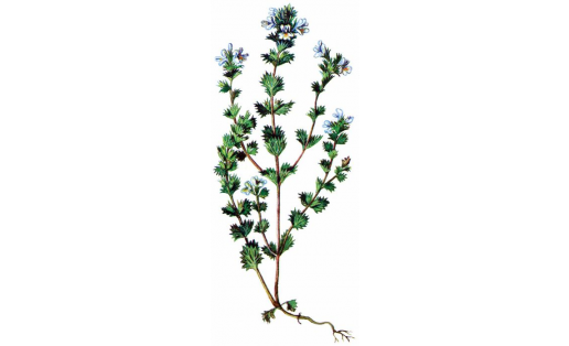 Очанка коротковолосистая (Euphrasia brevipila)