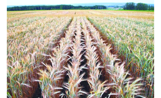 Опытное поле Чишминского селекционного центра по растениеводству The experimental field of the Chishmy plant breeding center