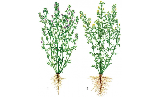 Люцерналар: 1 — күк, йәки сәсеү люцернаһы (Medicago sativa); 2 — һары, йәки ураҡ люцернаһы (Medicago falcata)