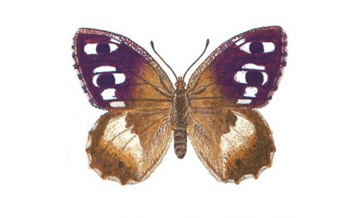 Антей (Chazara persephone)
