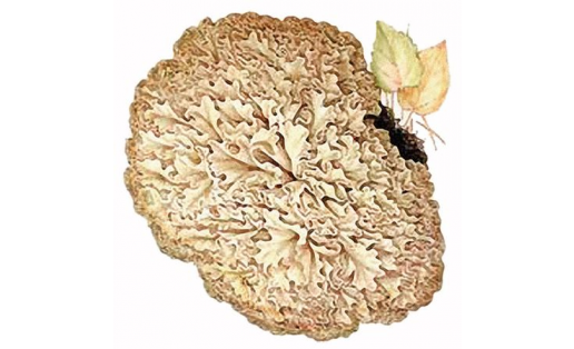 Спарассис курчавый (Sparassis crispa)