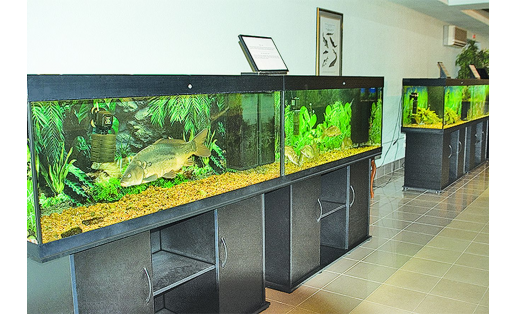 Национальный музей РБ. Зал природы National Museum of RB. Nature hall