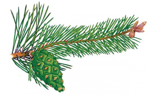 Ғәҙәти ҡарағай (Pinus sylvestris)