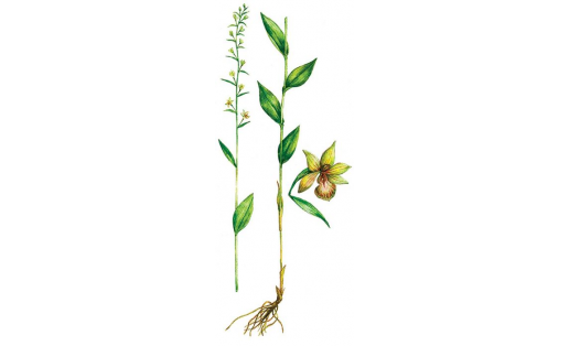 Дремлик чемерицевидный (Epipactis helleborine)