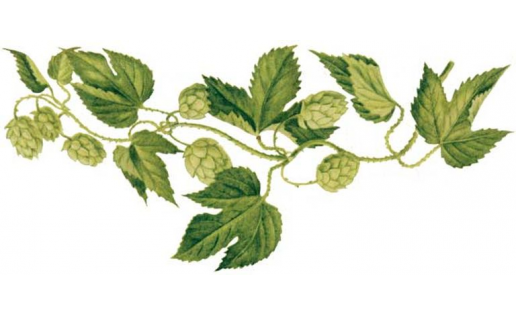 Ябай ҡомалаҡ (Humulus lupulus)