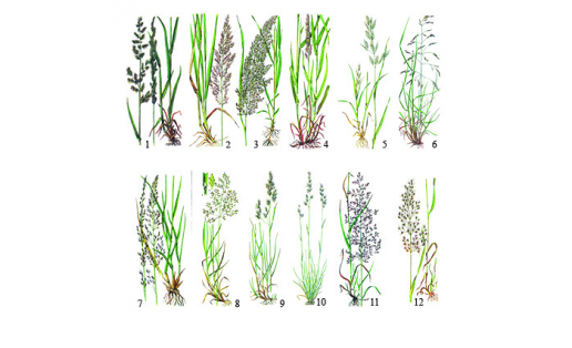 Злаки: 1 ‒ бекмания обыкновенная (Beckmannia eruciformis); 2 ‒ вейник наземный (Calamagrostis epigejos); 3 ‒ вейник Лангсдорфа (Calamagrostis langsdoffii); 4 ‒ двукисточник тростниковый (Phalaroides arundinaceae); 5 ‒ костёр мягкий, или костёр ячменный (Bromus hordeaceus); 6 ‒ луговик дернистый (Deschampsia cespitosa); 7 ‒ молиния голубая (Molinia caerulea); 8 ‒ мятлик болотный (Poa palustris); 9 ‒ овсяница красная (Festuca rubra); 10 ‒ овсяница овечья (Festuca ovina); 11 ‒ полевица гигантская (Agrostis gigantea); 12 ‒ трищетинник сибирский (Trisetum sibiricum)