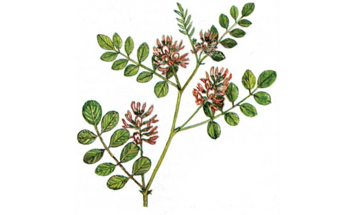 Солодка Коржинского (Glycyrrhiza korshinskyi)