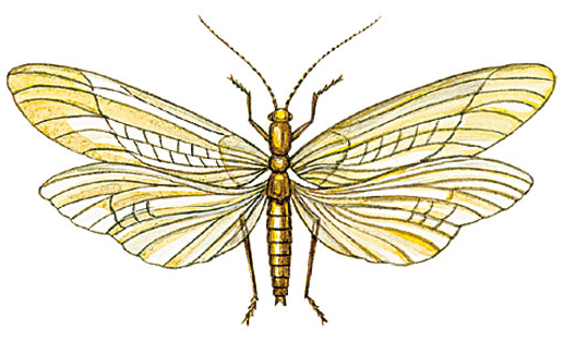Веснянка окаймлённая (Perla marginata)