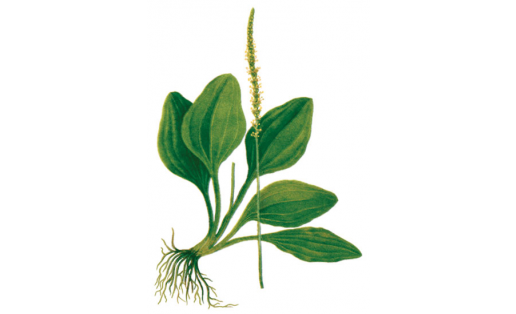 Подорожник большой (Plantago major)