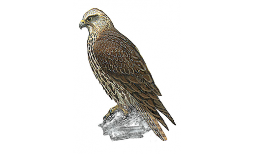 Балобан (Falco cherrug)