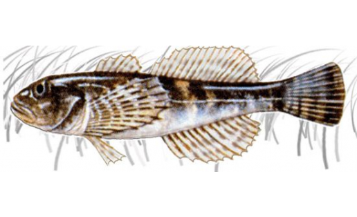 Зөгәй (Cottus gobio)