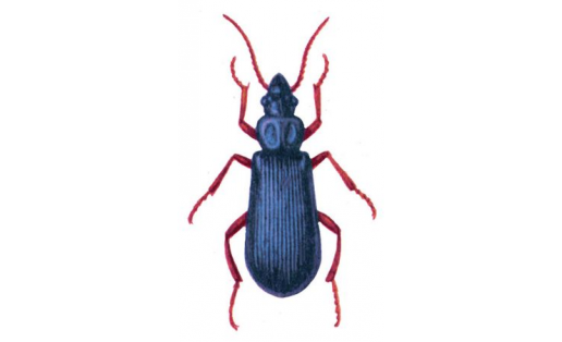 Трухляк сосновый (Pytho depressus)