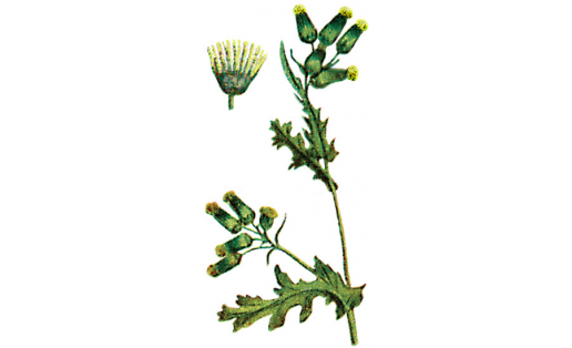 Крестовник обыкновенный (Senecio vulgaris)