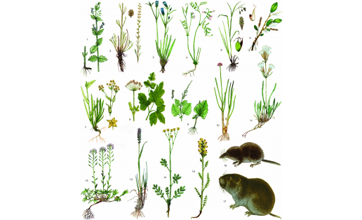 Реликты: 1 — вероника крапиволистная (Veronica urticifolia); 2 — полынь баргузинская (Artemisia bargusinensis); 3 — горечавка лежачая (Gentiana decumbens); 4 — горошек многостебельный (Vicia multicaulis); 5 — осока кавказская (Carex caucasica); 6 — ива арктическая (Salix arctica); 7 — володушка многожилковая (Bupleurum multinerve); 8 — лазурник трёхлопастный (Laser trilobum); 9 — шлемник высокий (Scutellaria altissima); 10 — лук плевокорневищный (Allium hymenorhizum); 11 — смолёвка малолистная (Silene paucifolia); 12 — шиверекия северная (Schivereckia hyperborea); 13 — тонконог Ледебура (Koeleria ledebourii); 14 — лапчатка шёлковая (Potentilla sericea); 15 — мытник Эдера (Pedicularis oederi); 16 — бурозубка крошечная (Sorex minutissimus); 17 — лемминг лесной (Myopus schisticolor)