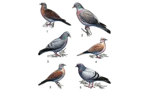 Күгәрсендәр: 1 — ҙур алатуба (Streptopelia orientalis); 2 — әберсен (Columba palumbus); 3 — урман күгәрсене (Columba oenas); 4 – балдаҡлы алатуба (Streptopelia decaocto); 5 — ябай алатуба (Streptopelia turtur); 6 — күк күгәрсен (Columba livia)