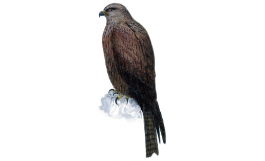 Ҡара төйлөгән (Milvus migrans)