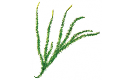 Плаун годичный (Lycopodium annotinum)