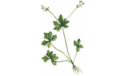 Подлесник уральский (Sanicula uralensis)