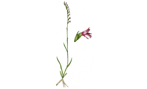 Скрученник приятный (Spiranthes amoena)