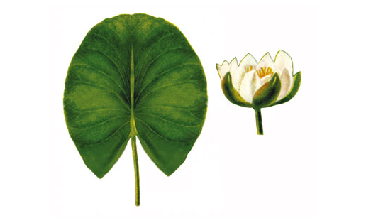 Кувшинка чистобелая (Nymphaea candida)