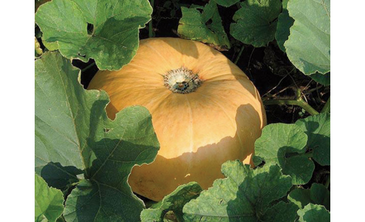 Эре емешле ҡабаҡ(Cucurbitа maxima). Уфимская сорты