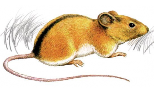 Урман ваҡ сысҡаны (Sicista betulina)