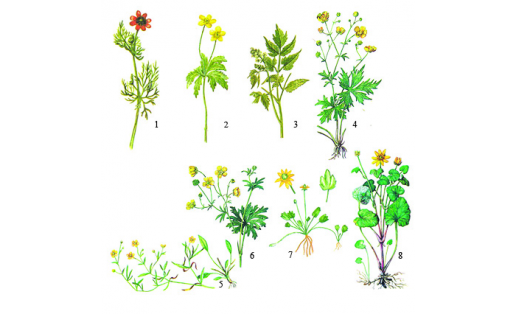 Лютиковые: 1 ‒ адонис летний (Adonis aestivalis); 2 ‒ ветреничка лютиковидная (Anemone ranunculoides); 3 ‒ воронец колосистый (Actaea spicata); 4 ‒  лютик едкий (Ranunculus acris); 5 ‒ лютик жгучий (Ranunculus flammula); 6 ‒ лютик многоцветковый (Ranunculus polyanthemos); 7 ‒ ползунок отпрысковый (Halerpestes sarmentosa); 8 ‒ чистяк весенний (Ficaria verna)