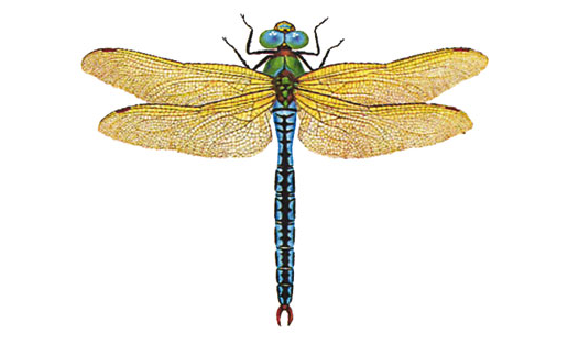 Дозорщик-император (Anax imperator)