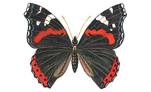 Адмирал  (Vanessa atalanta)