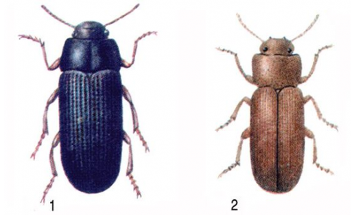 Он ҡуңыҙҙары: 1 — оло он ҡуңыҙы (Tenebrio molitor); 2 — бәләкәй он ҡуңыҙы (Tribolium confusum)