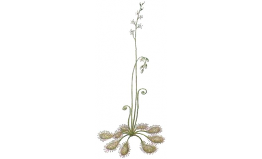 Инглиз ысыҡ үләне (Drosera anglica)