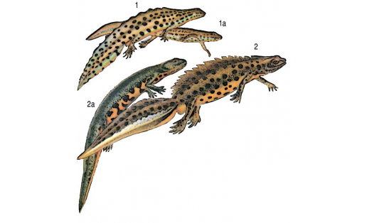 Тритондар: 1 — ябай тритон (Triturus vulgaris), ата зат, 1а — шул уҡ, инә зат; 2 — тараҡлы тритон (Triturus cristatus), ата зат, 2а — шул уҡ, инә зат