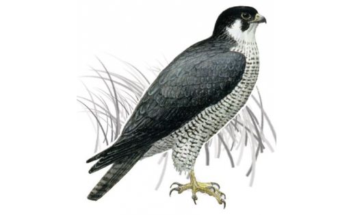 Сапсан (Falco peregrinus)