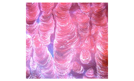 Строматолитовый известняк.  stromatolite limestone