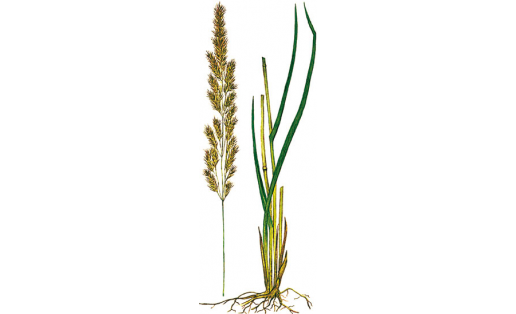 Вейник тростниковидный (Calamagrostis phragmitoides)