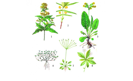Первоцветные: 1‒ вербейник монетный (Lysimachia nummularia); 2 ‒ наумбургия кистецветная (Naumburgia thyrsiflora); 3 ‒ первоцвет крупночашечный (Primula macrocalyx); 4 ‒ проломник Кучерова (Androsace kuczerovii); 5 ‒ проломник нитевидный (Androsace filiformis); 6 ‒ седмичник европейский (Trientalis europaea)