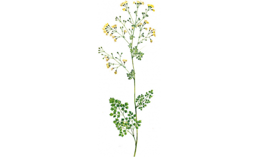 Василистник жёлтый (Thalictrum flavum)