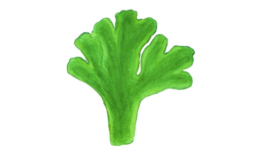 Күп айырмалы риккардия (Riccardia multifida)