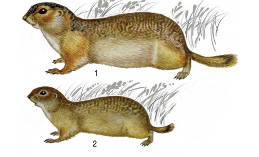Йомрандар: 1 — ерән йомран (Spermophilus major); 2 — бәләкәй йомран (Spermophilus pygmaeus)