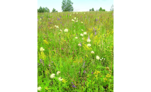 Остепнённые луга Stepped meadows
