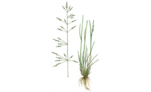 Бескильница расставленная (Puccinellia distans)