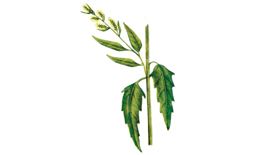 Тармаҡлы алабута (Atriplex patula)