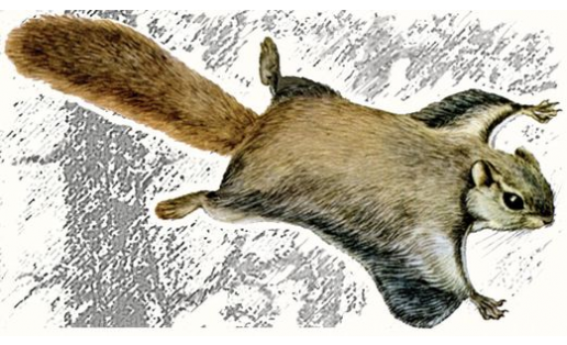 Летяга обыкновенная (Pteromys volans)