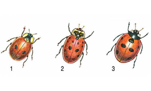 Божьи коровки: 1 — двухточечная (Adalia bipunctata); 2 — семиточечная (Coccinella septempunctata); 3 — изменчивая (Adonia variegata)