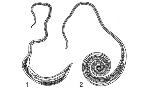 Власоглав человеческий (Trichocephalus trichiurus): 1 – самка; 2 – самец