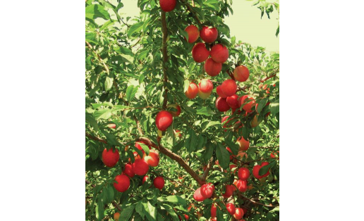 Ҡытай сливаһы (Prunus salicina). Шершневская сорты